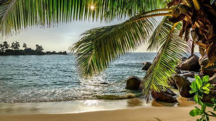 Baga Beach Palms 外观 照片